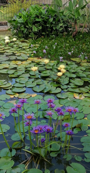 Simone_baricada_CSPA_giardiniere_prato_verde_privato_lago_con_fiori