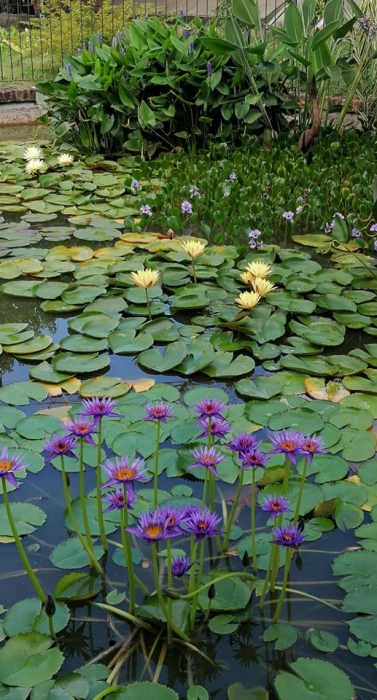 Simone_baricada_CSPA_giardiniere_prato_verde_privato_lago_con_fiori